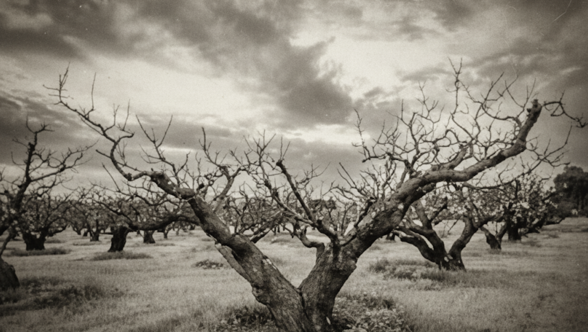Historic black and white photograph of bare fruit trees in an orchard, representing Sunnyvale's agricultural heritage when the area was known as the Valley of Heart's Delight